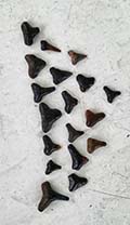 Fossilized Shark Teeth - Casey Key Resort